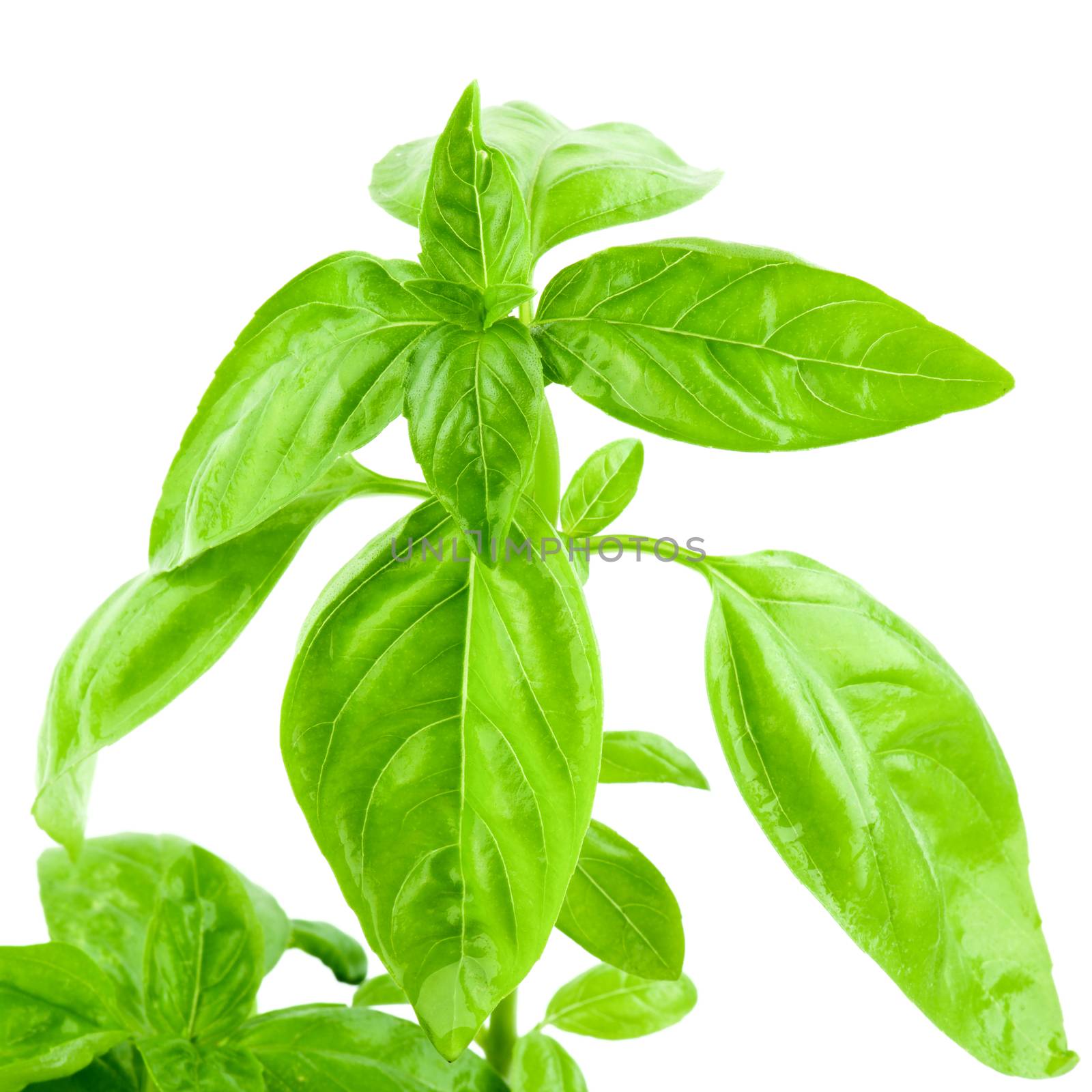 Sprout of Green Basil by zhekos