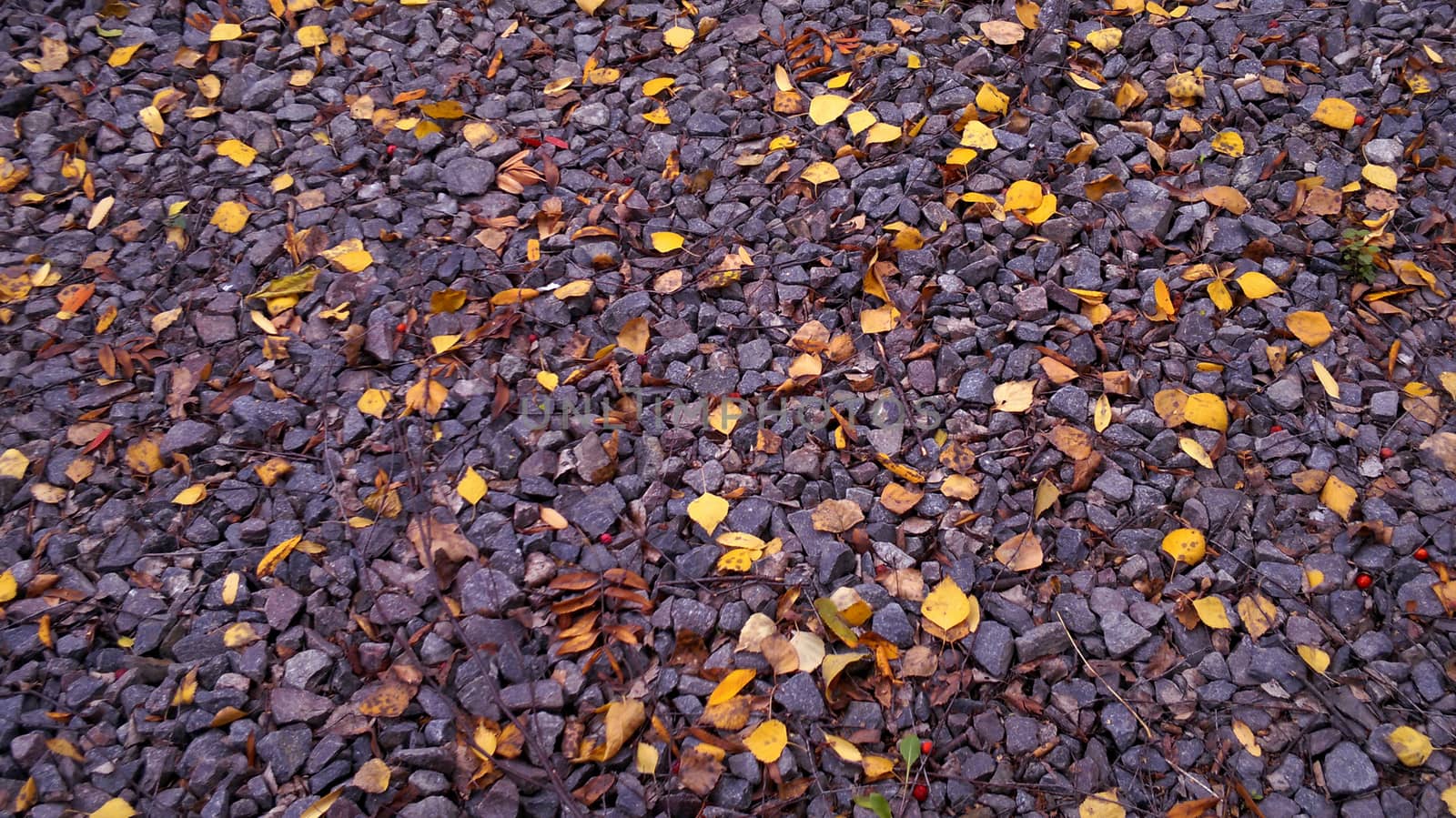 Bright Yellow Leaves on the Brown Pebbles