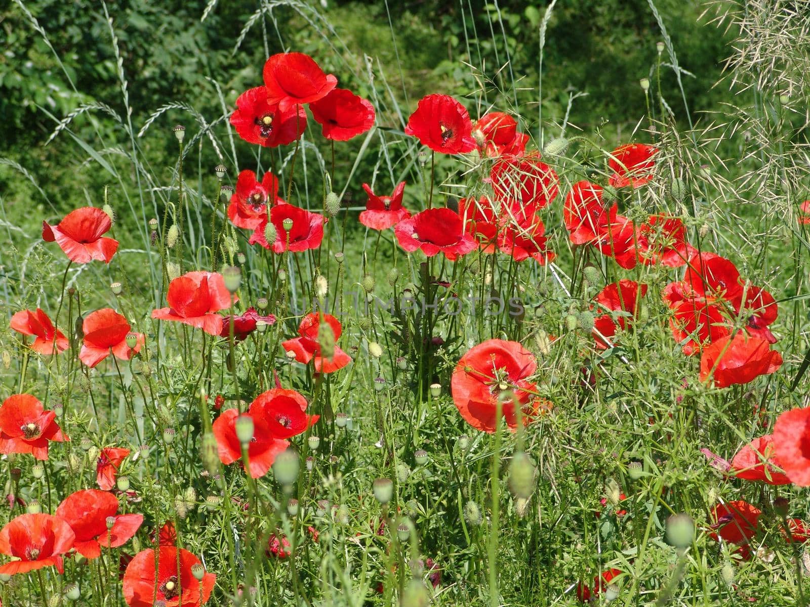 Red poppies on field by elena_vz