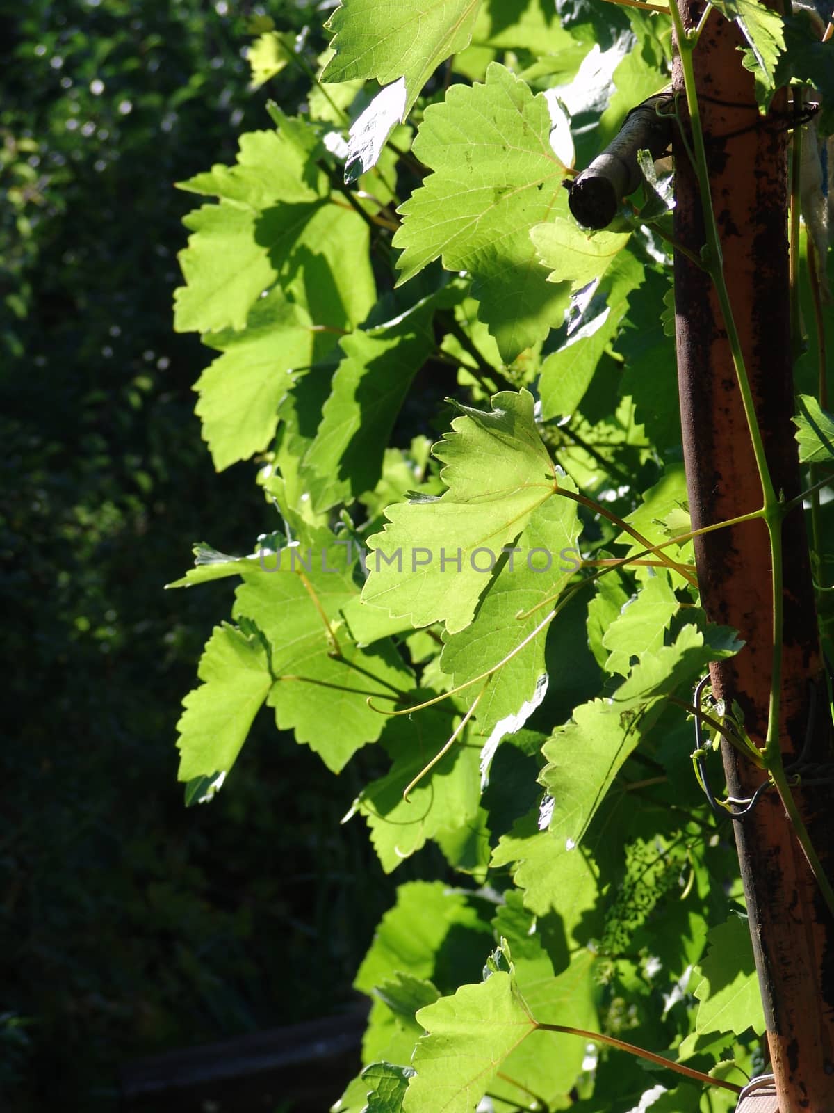 Grapes leaves in a vineyard by elena_vz