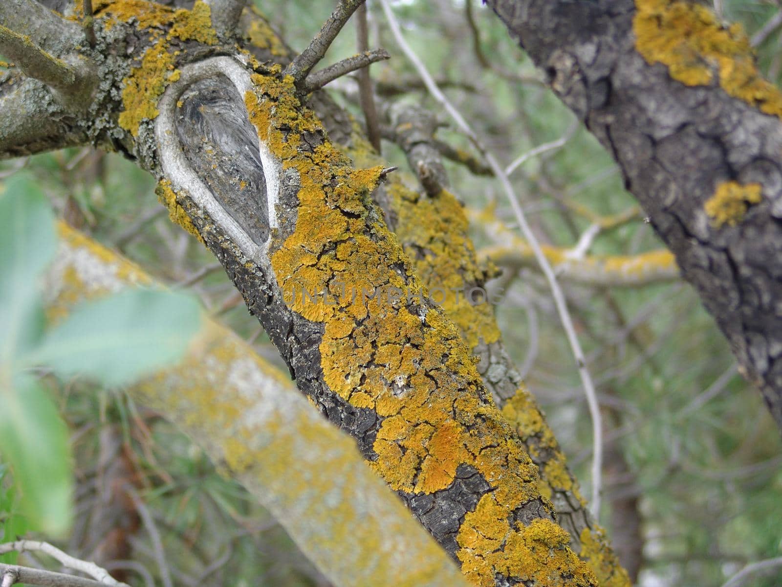 Lichens on the branch by elena_vz