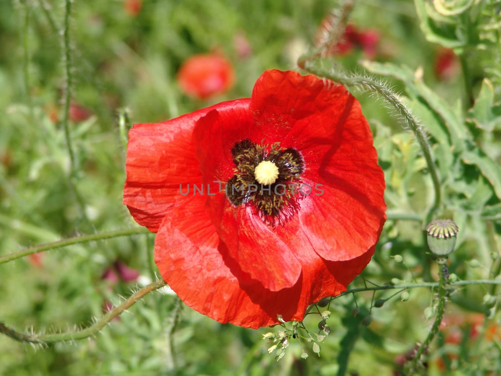 Red poppy - single flower by elena_vz