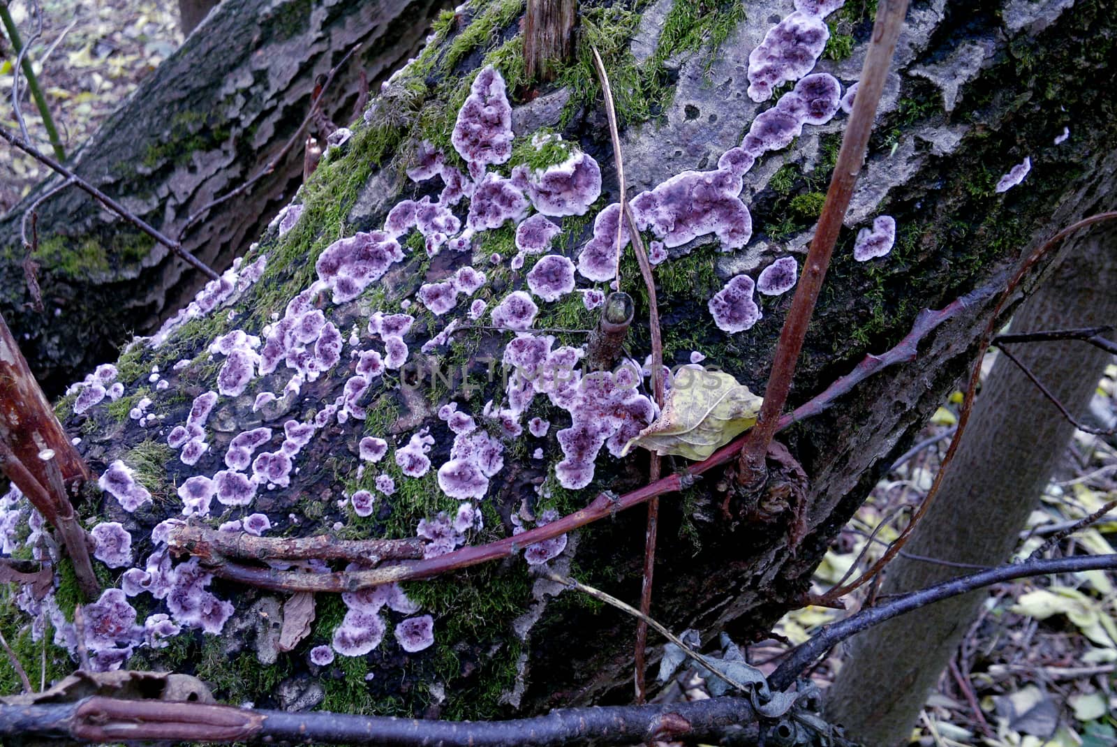 Colored lichen