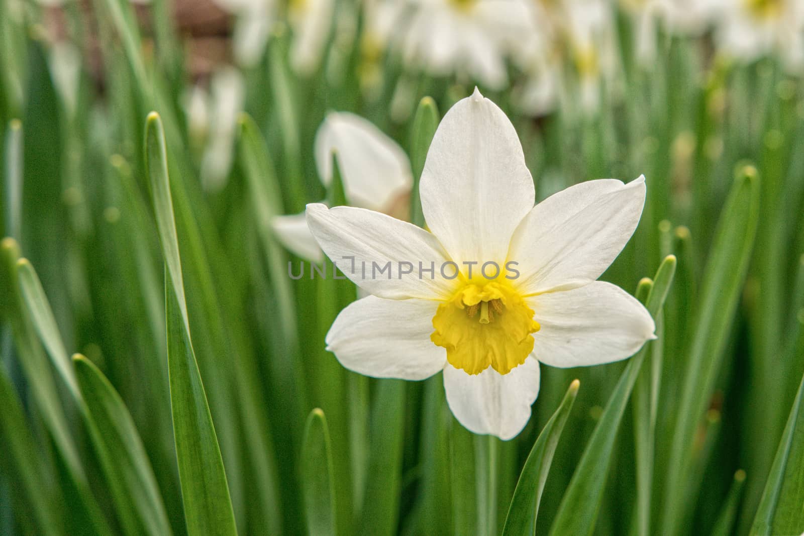 Blooming yellow white daffodil with the blurred background