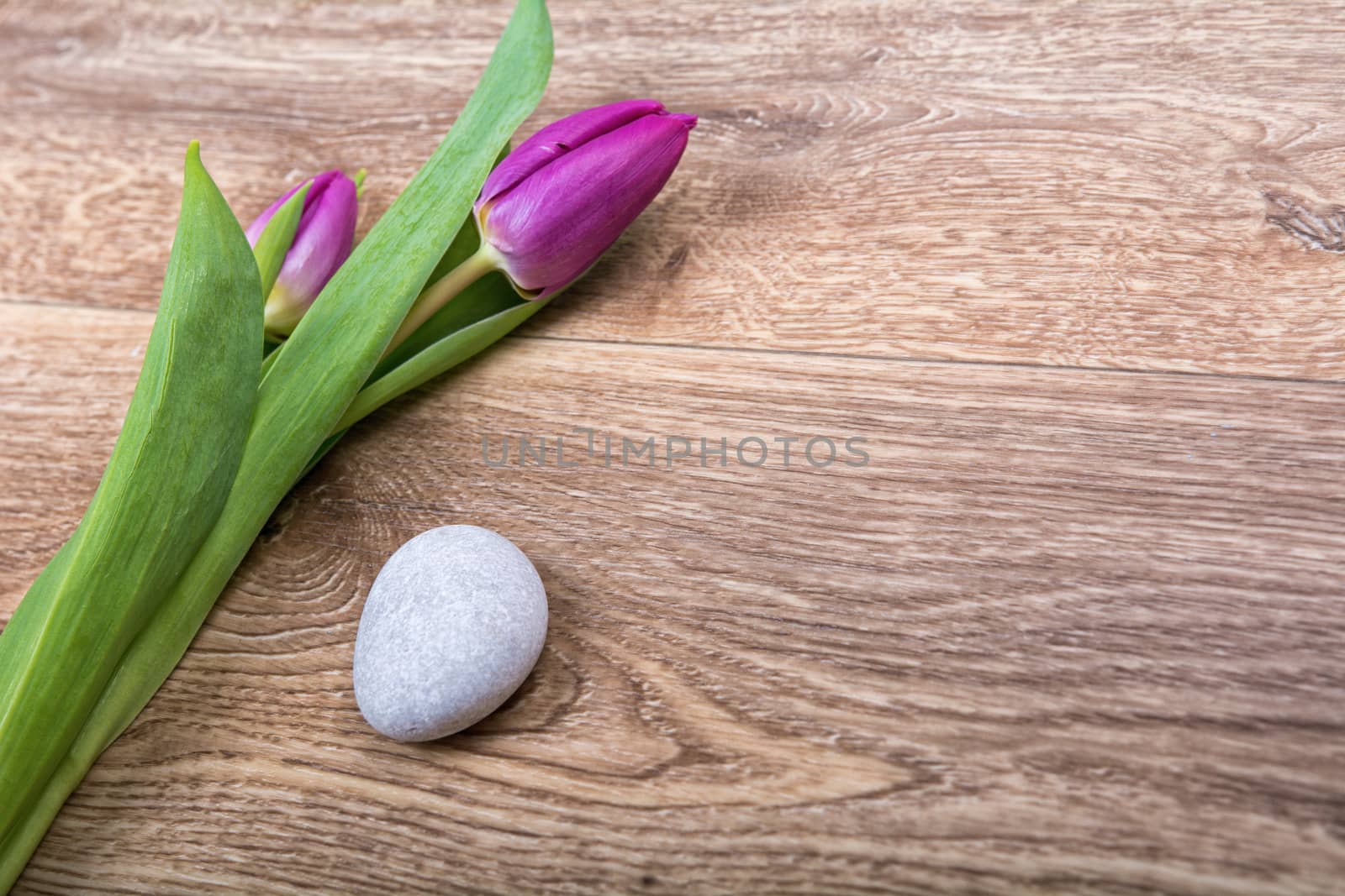 Violet tulips on a brown wooden background