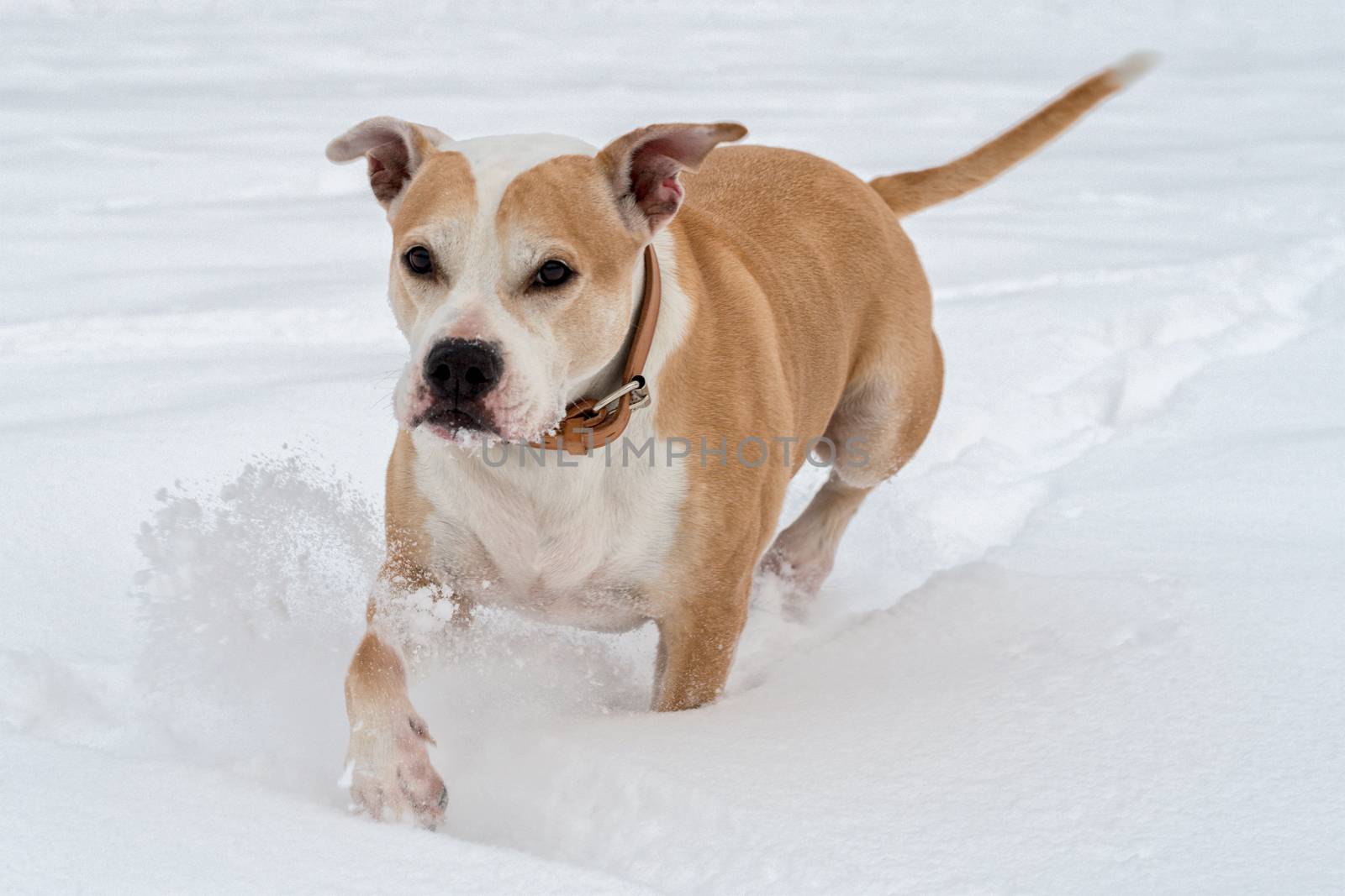 Running staffordshire bull terrier in a snow