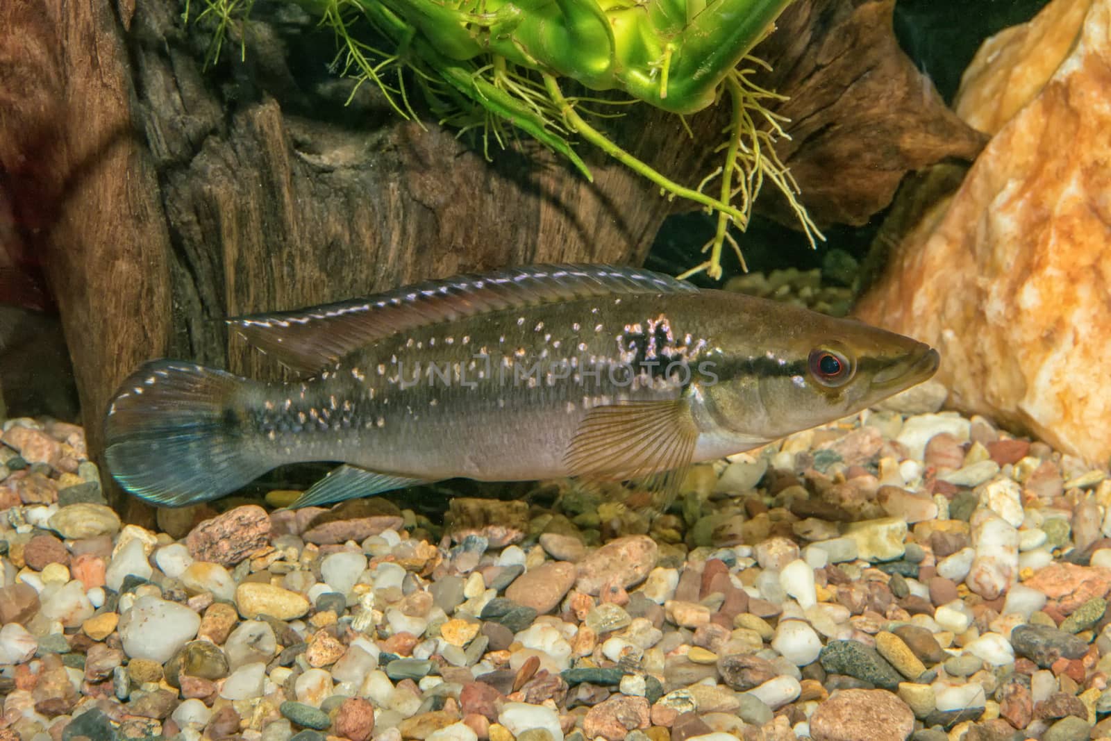 Portrait of cichlid fish (Crenicichla saxatilis) in a aquarium