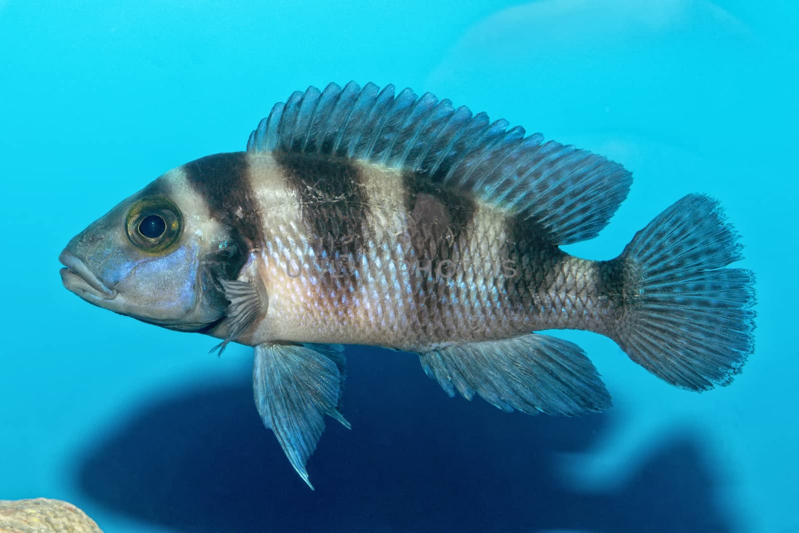 Portrait of cichlid fish (Neolamprologus sexfasciatus) in a aquarium