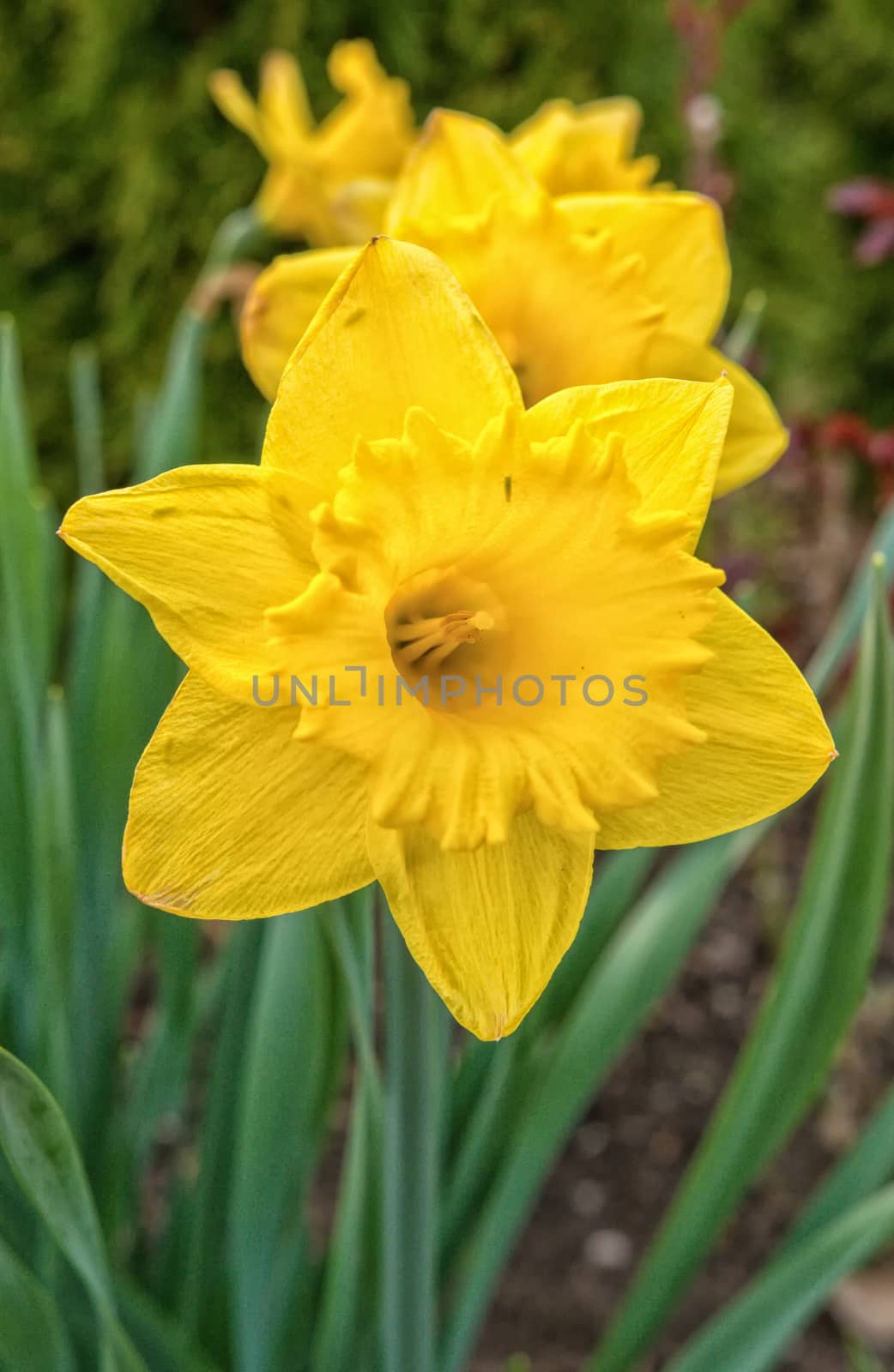 Blooming yellow daffodil with the blurred background