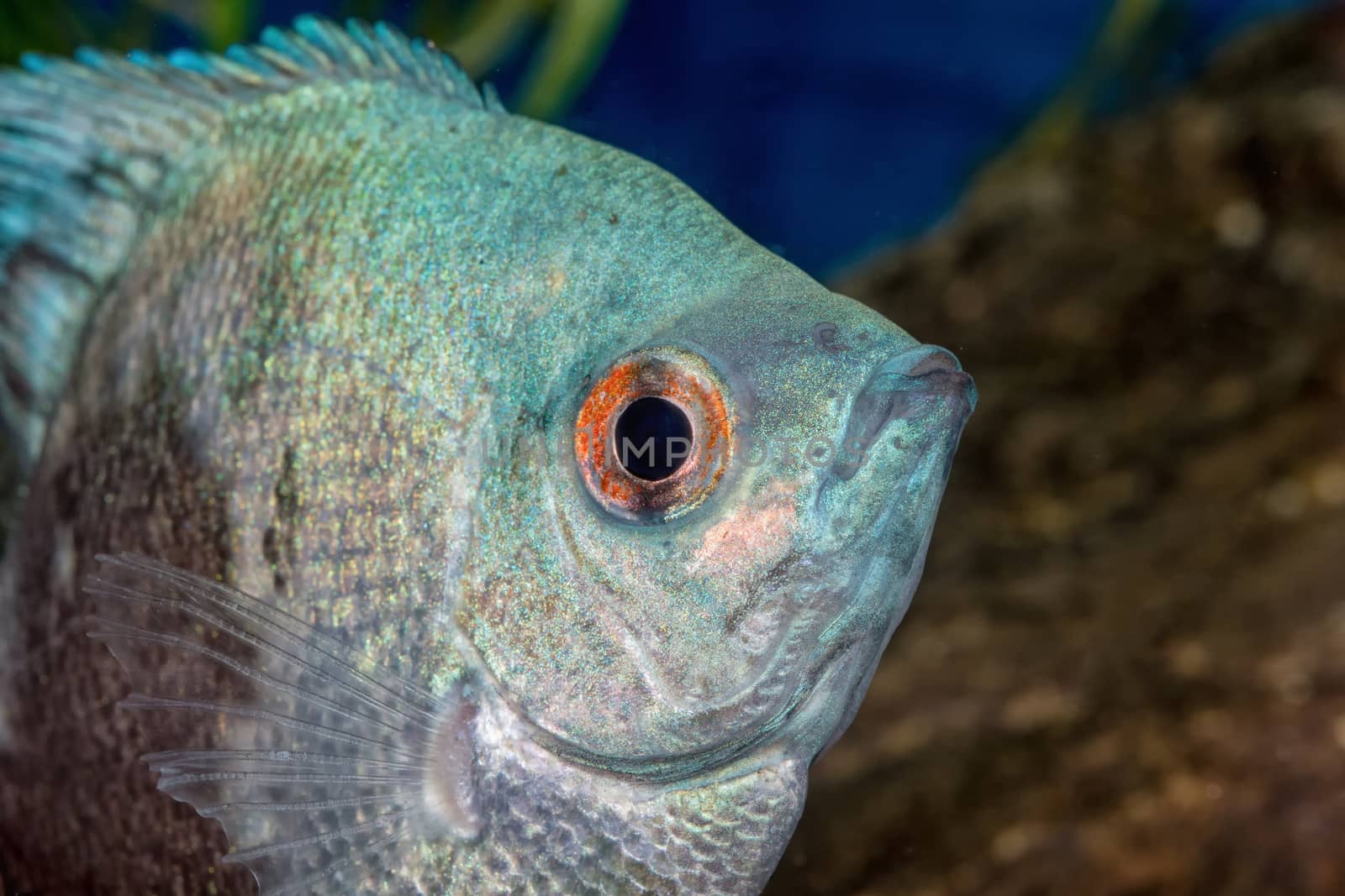 Portrait of cichlid fish (Pterophyllum scalare) in a aquarium