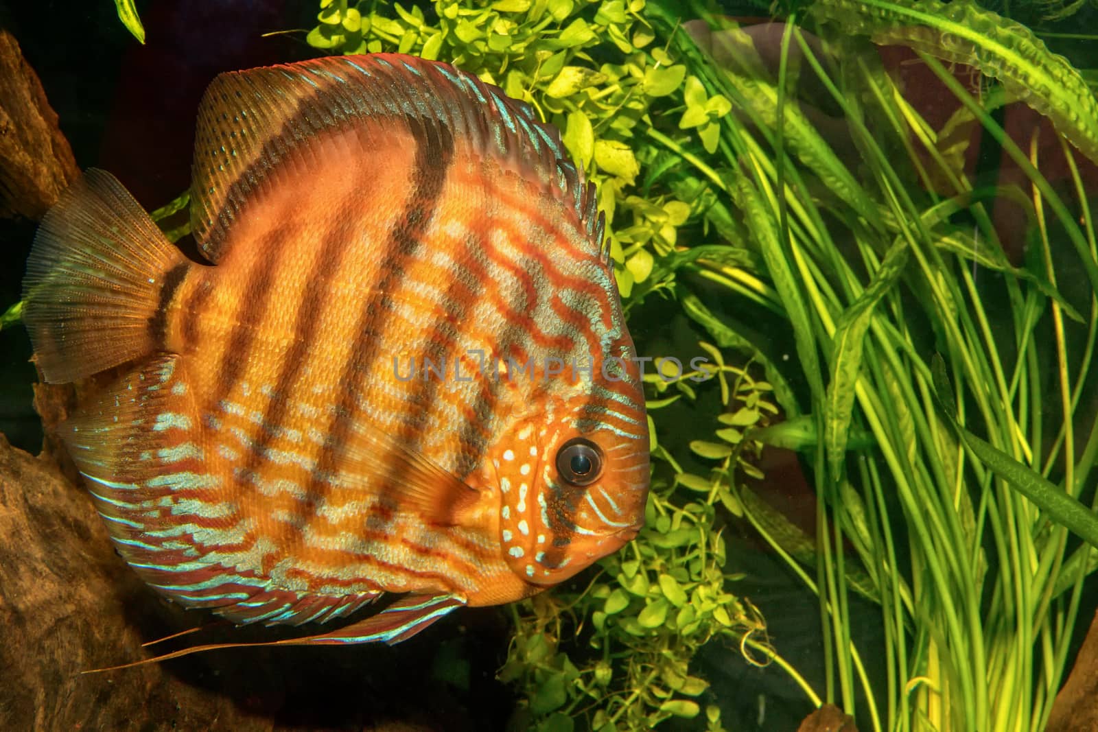 Portrait of discus fish (Symphysodon discus) in a aquarium