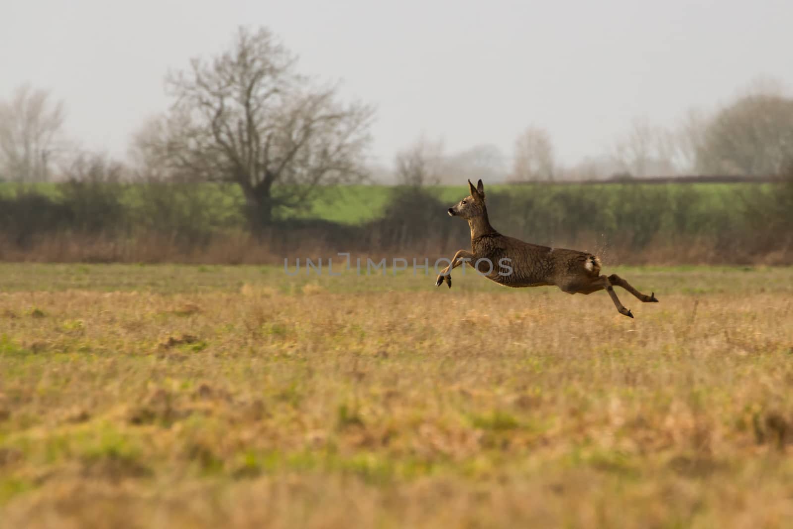 Female Roe Deer running across Field in British Countryside