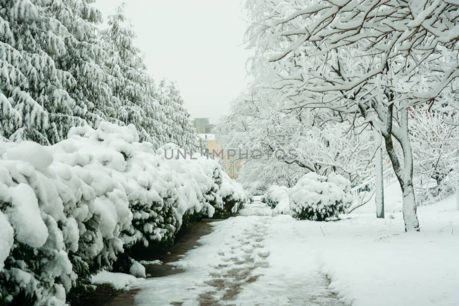 Walk the snowy winter day in the resort village Vityazevo, Krasnodar region