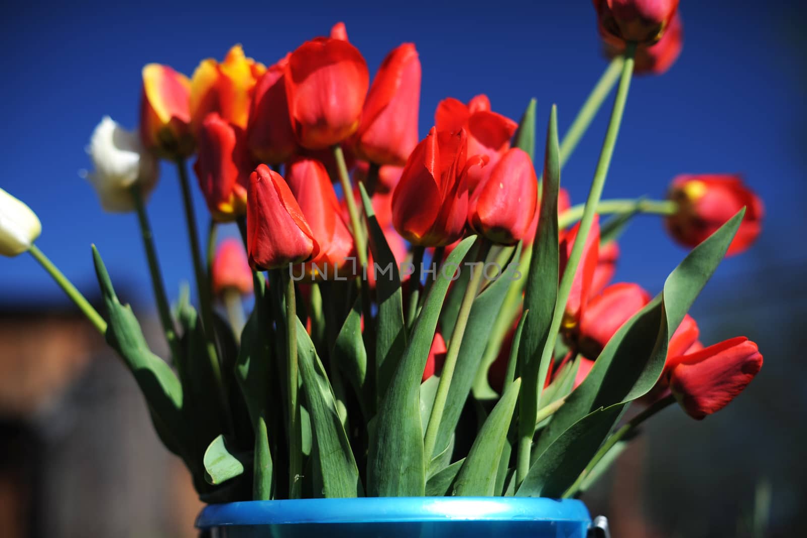 bunch of red tulips by rusak