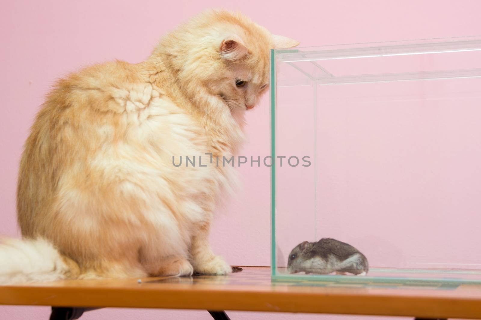 The cat looks at the aquarium hamster