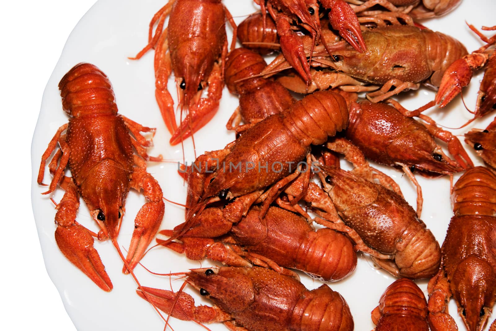 alive crayfish isolated on white background, live crayfish closeup, fresh crayfish. Boiled red crayfishes on a white dish. Brotherhood of red crawfish, Boiled crawfish with dill, Cancers to beer, dill, boiled crawfish, beer snacks, sea crayfish,Beer with crayfish,beer with crawfish photo,Fish crabs beer.