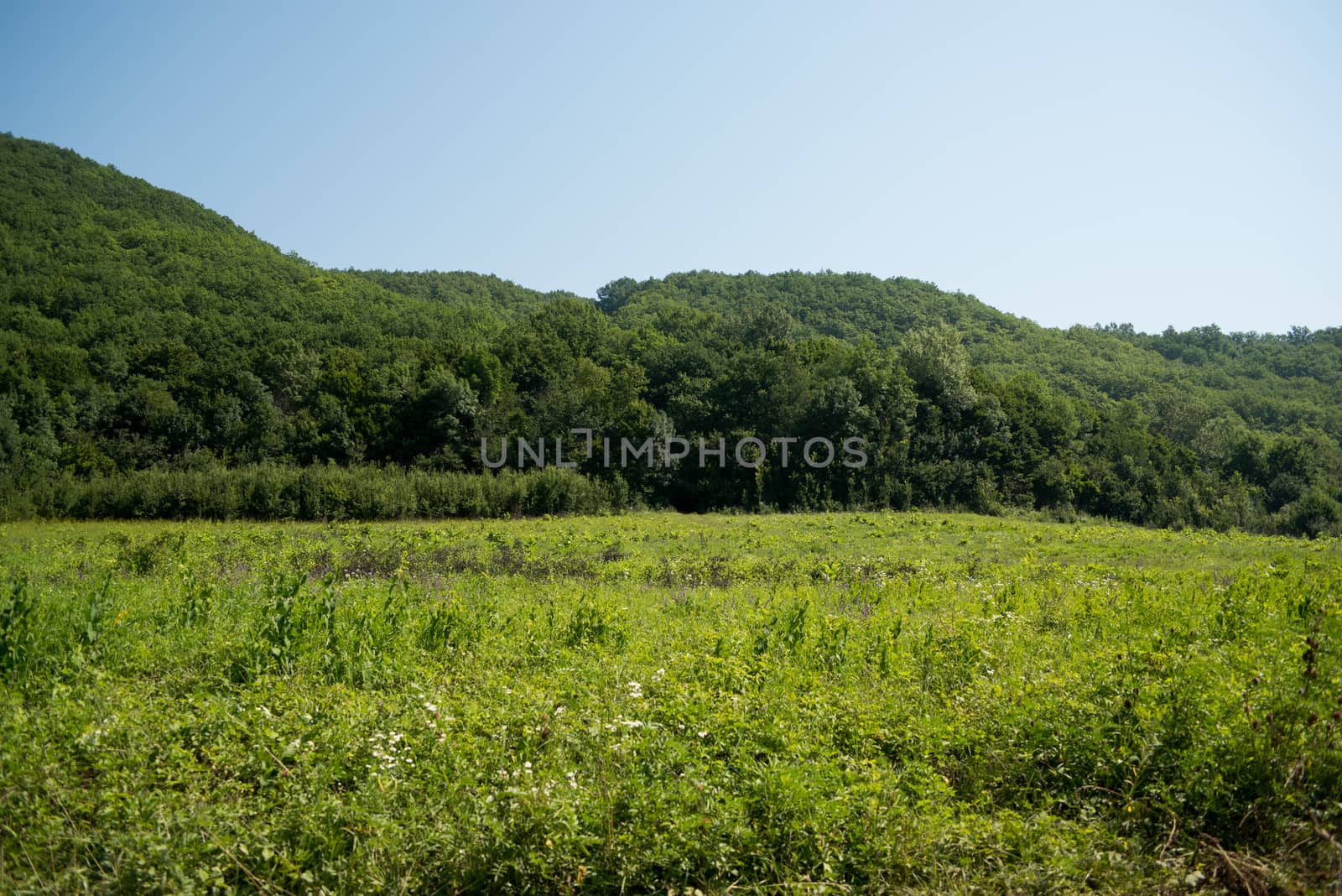 Idyllic landscape with fresh green meadows and blooming flowers and mountains in the background. Forest road. Landscape.