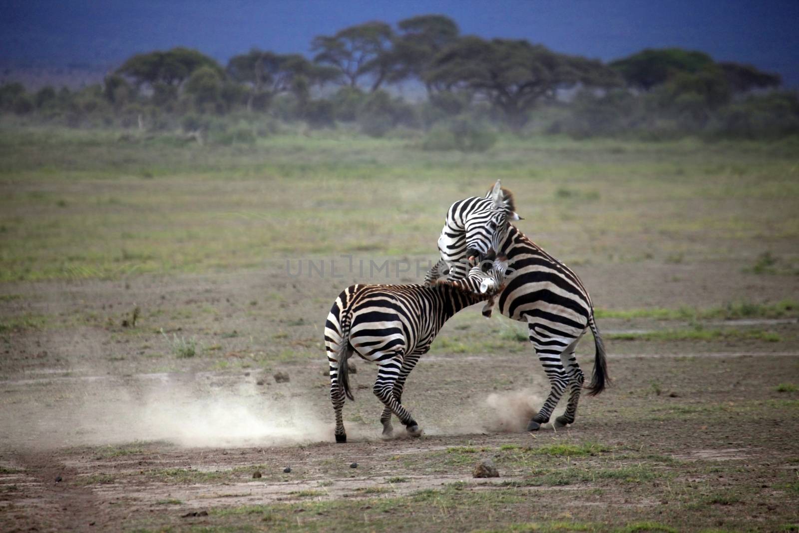 Zebras herd on savanna. Amboseli national park in Kenia