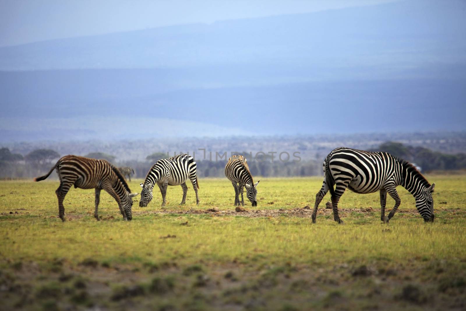 Zebras herd on savanna at sunset, Amboseli, Africa