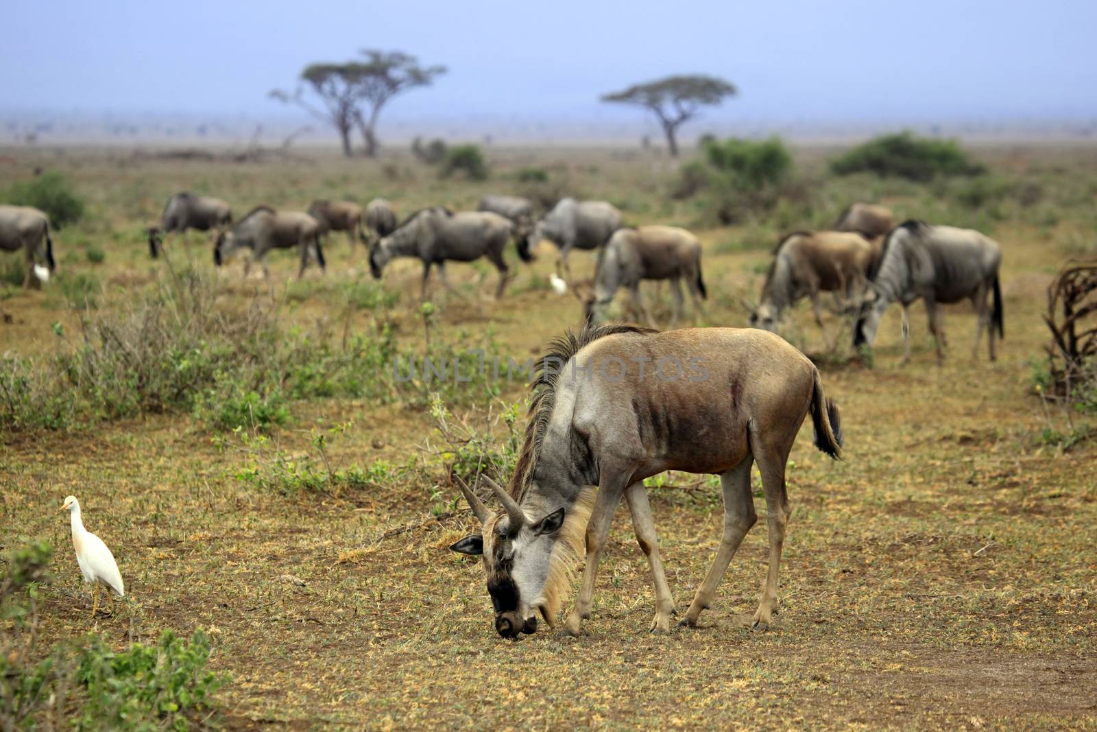 Big wildebeest migration in African Safari. Amboseli national park in Kenia