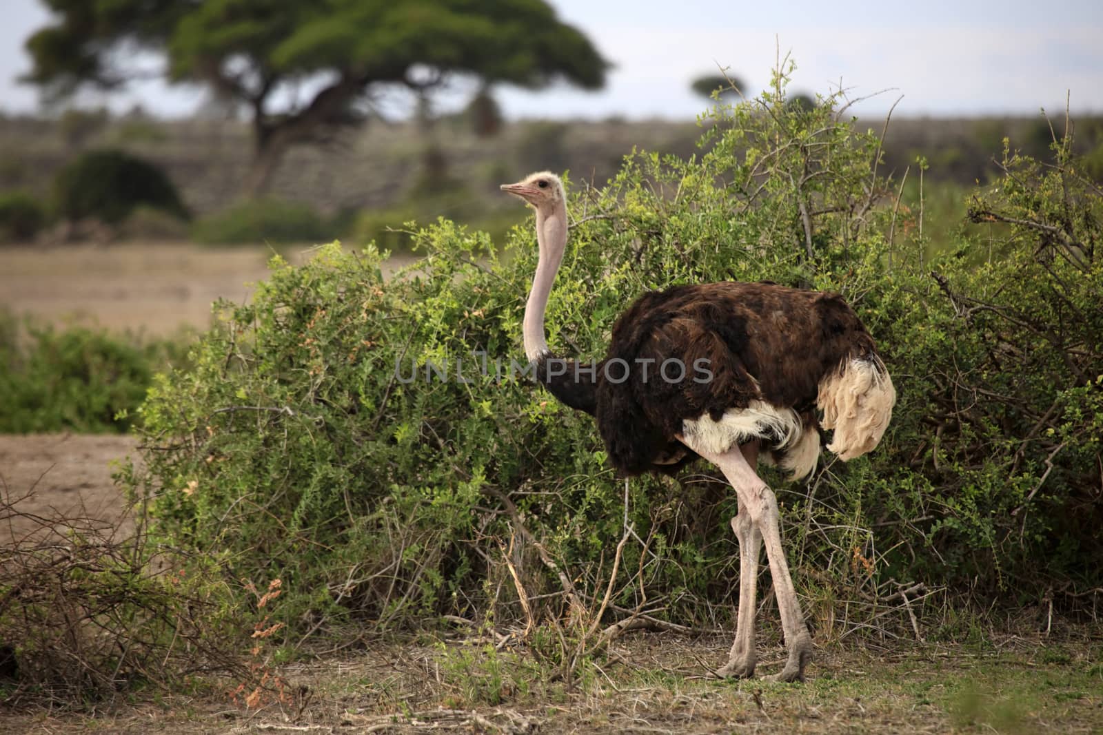 Ostrich on savanna. Amboseli national park in Kenia