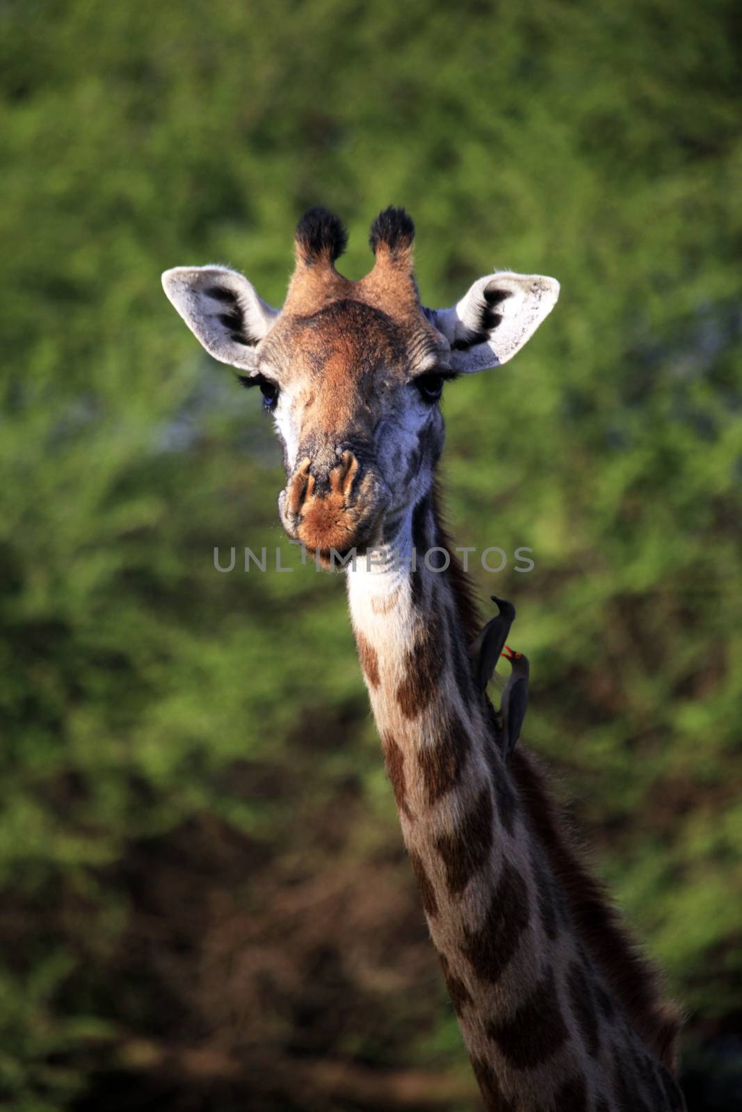 Free Giraffe in Tsavo National Park, Kenya