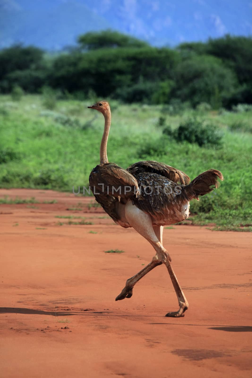 Ostrich in Tsavo East National Park, Kenya by friday