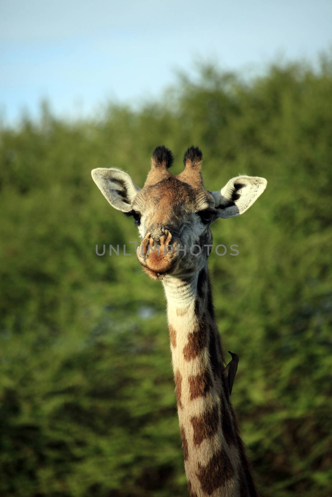 Free Giraffe in Tsavo National Park, Kenya