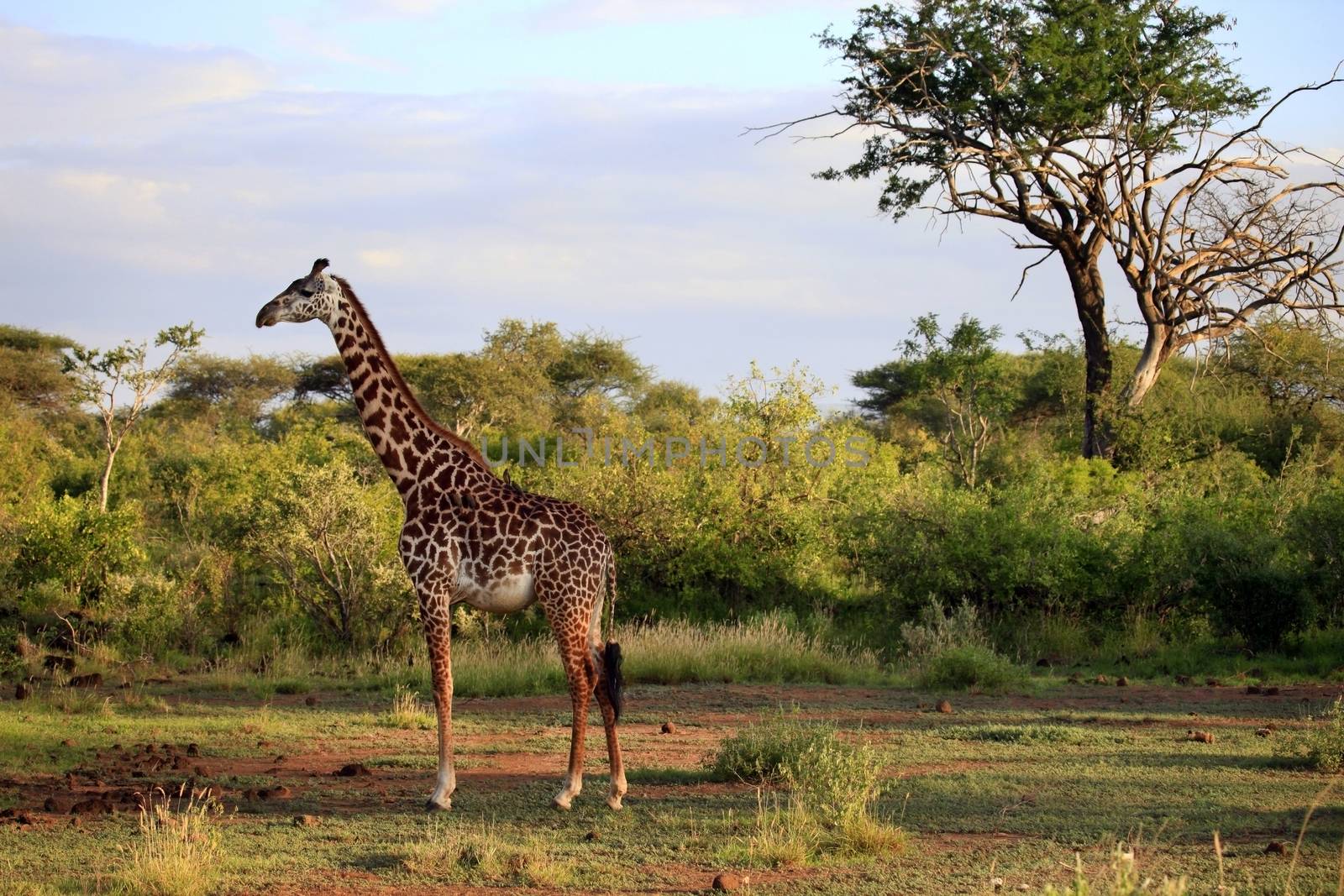 Free Giraffe in Tsavo National Park, Kenya