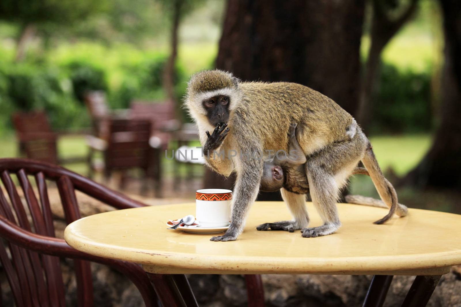 Monkey with a baby drinking from a cup