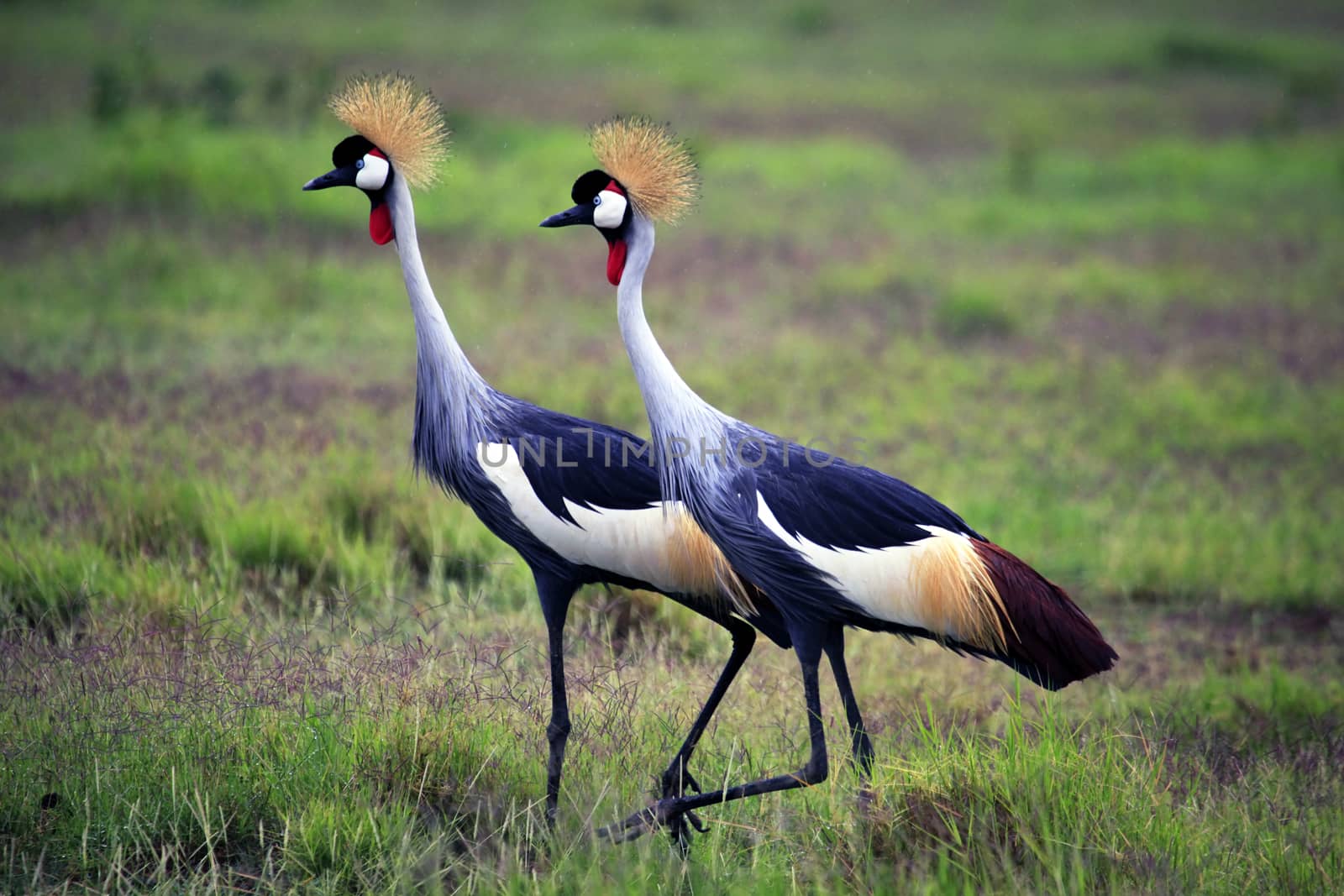 Two Grey Crowned Crane in Amboseli national park, Kenya 

