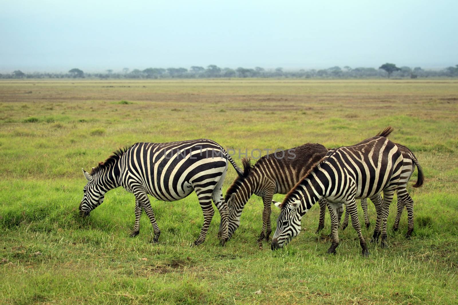 Zebras herd on savanna. Amboseli national park in Kenia