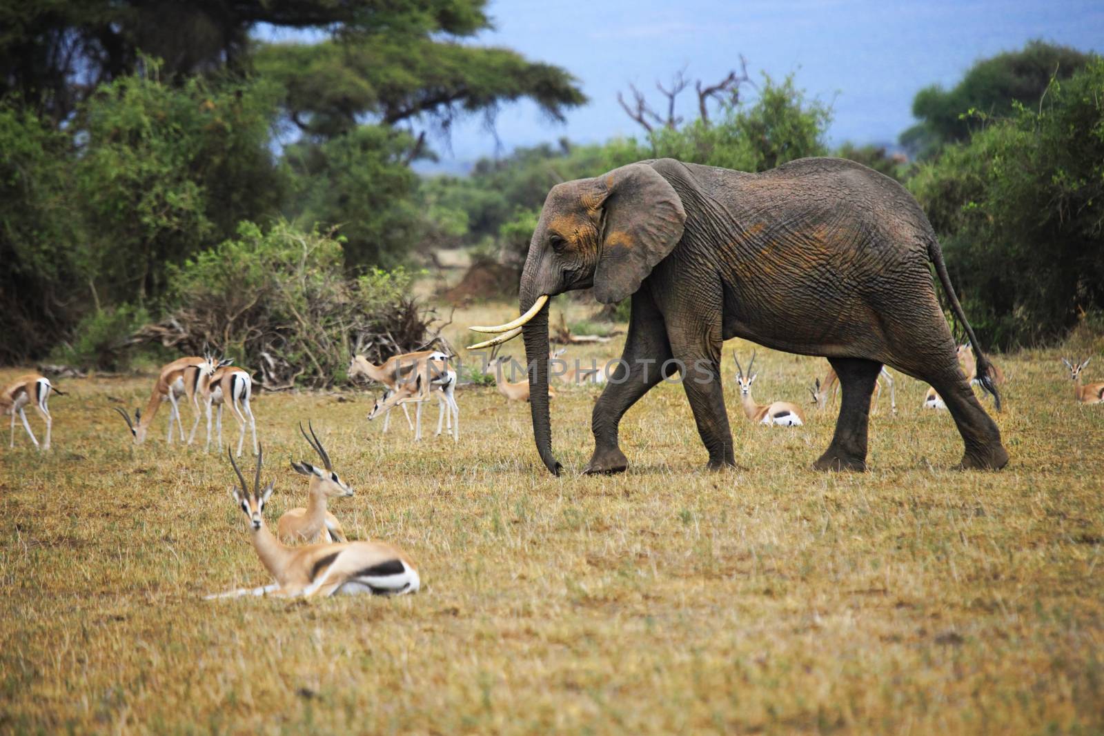 Elephant in Amboseli national park in Kenia
