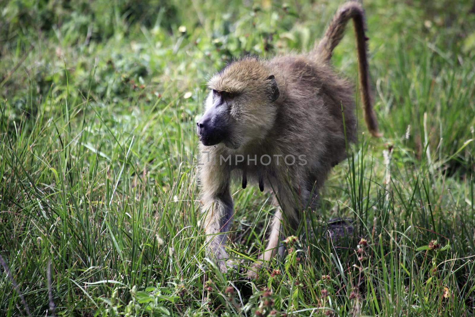 Baboon on savanna. Amboseli national park in Kenia