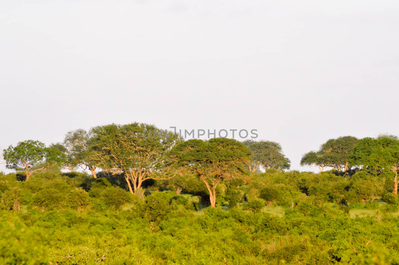 Several Acacia in the savannah of East Tsavo in Kenya