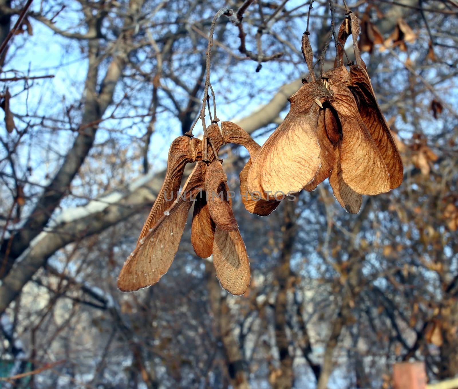 yellow maple seeds, helicopters, on a branch against the backdrop of the winter sky