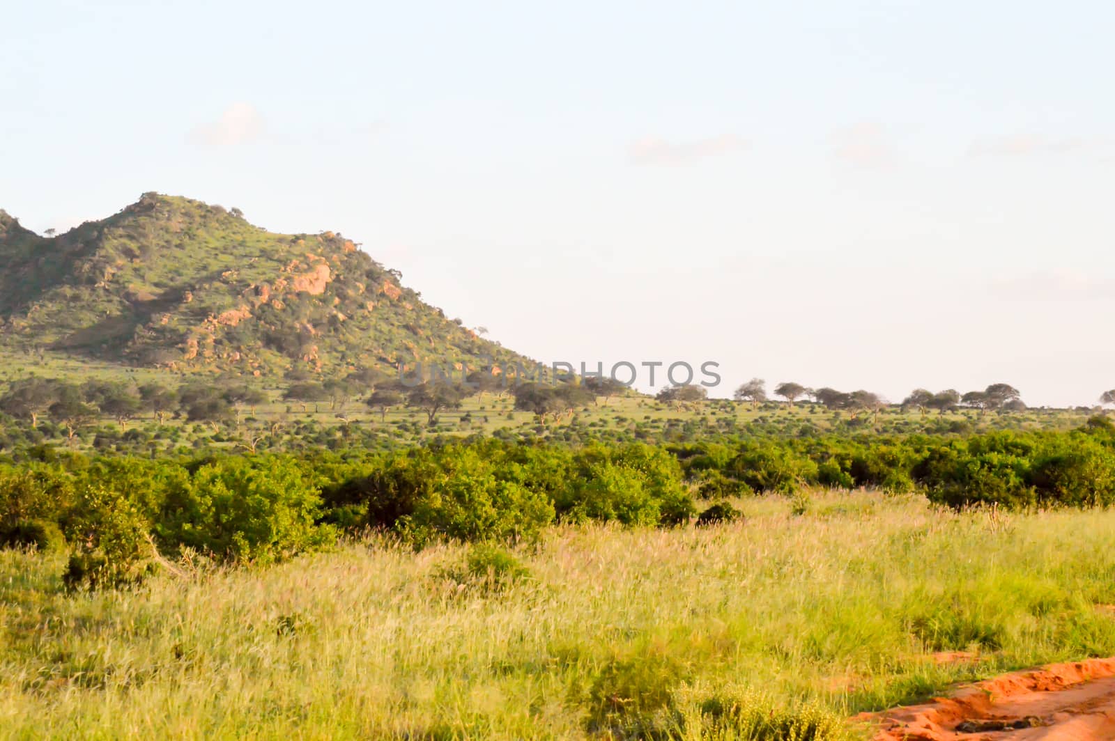 Dead tree in the green savanna of Tsavo East Kenya Park