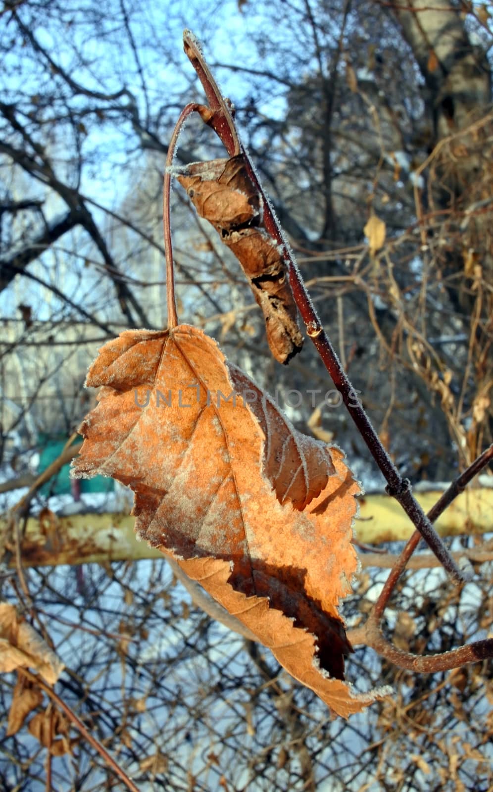 dried leaves on a branch against the backdrop of the winter sky by valerypetr