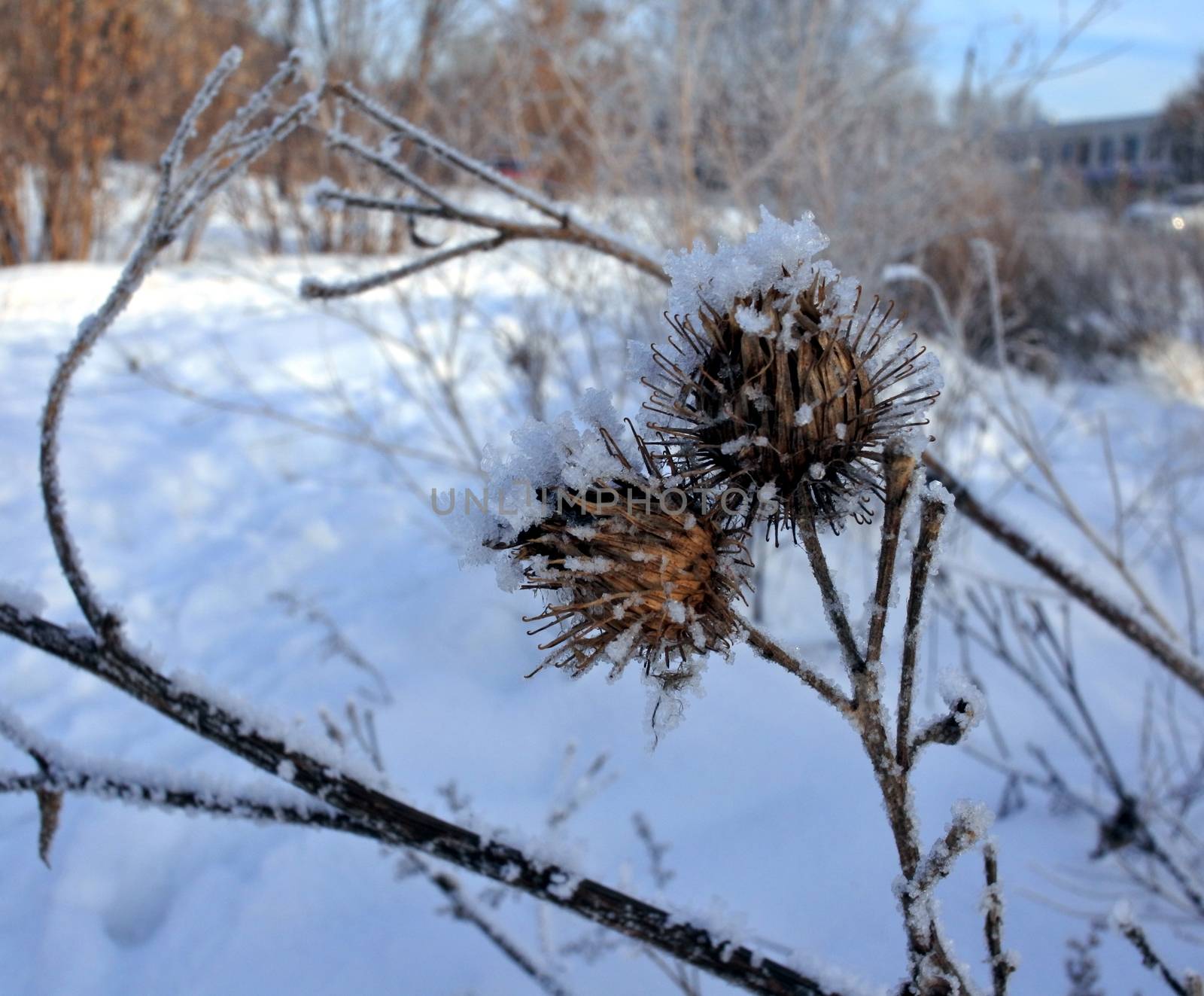the dried seeds of the burdock are covered with crystals of frost