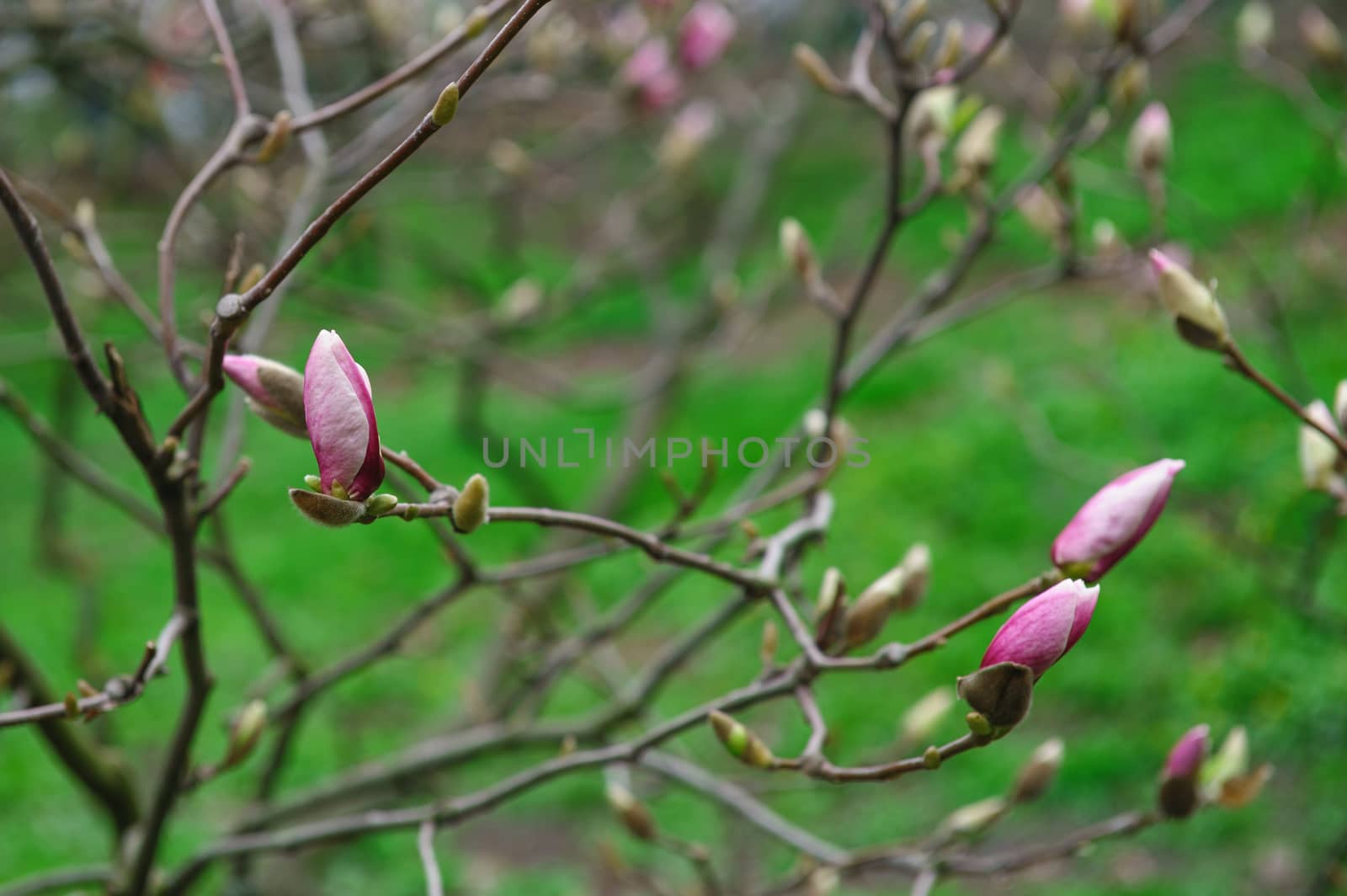 blooming magnolia tree in the spring garden.