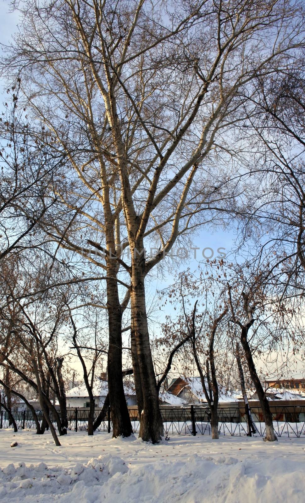 Trees branches against blue sky in the winter