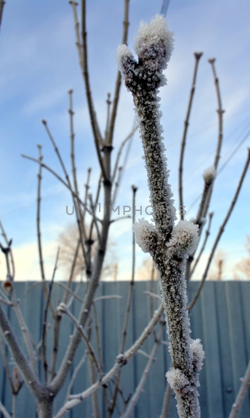 a branch of lilac with buds covered with frost closeup