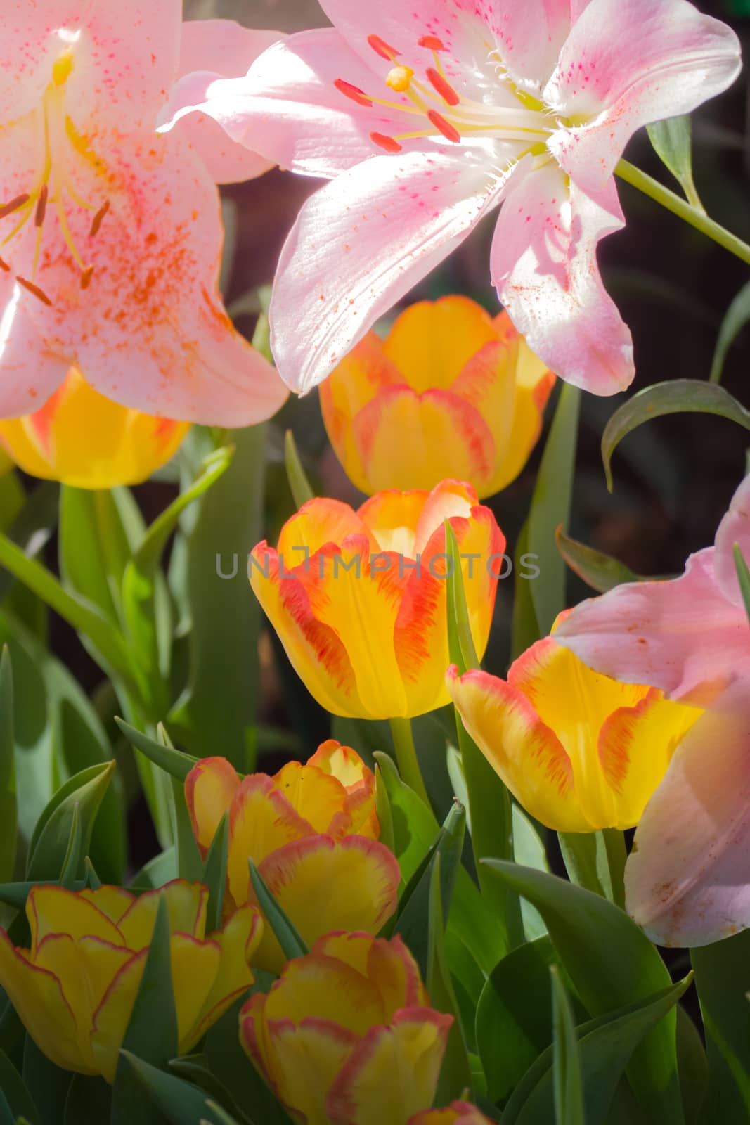 Tulip. Beautiful bouquet of tulips. colorful tulips. tulips in spring,colourful tulip