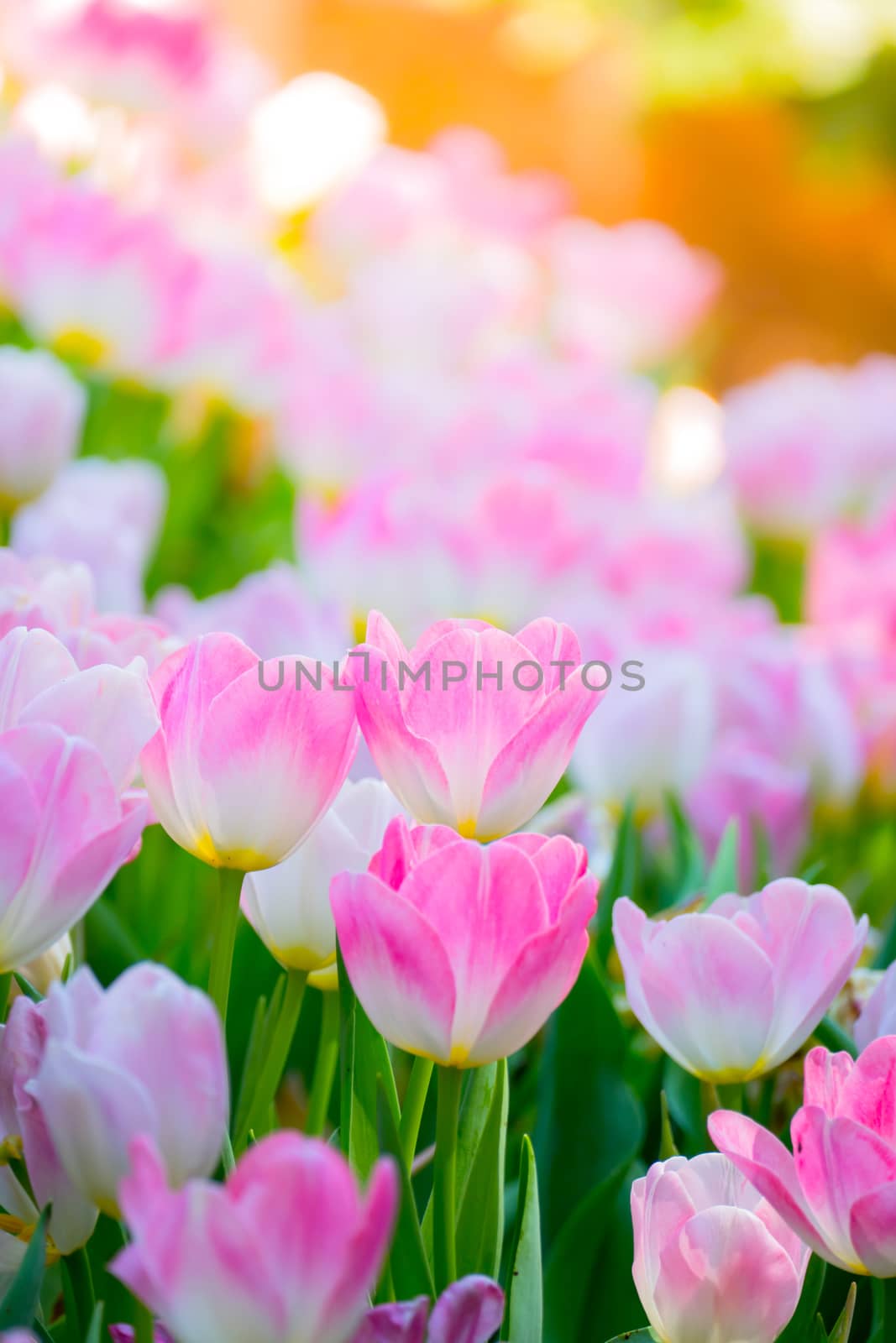 Tulip. Beautiful bouquet of tulips. colorful tulips. by teerawit