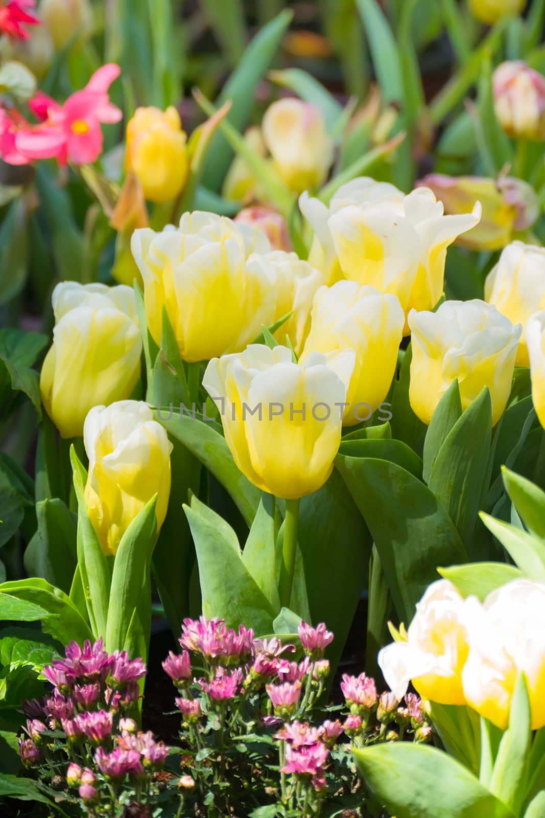 Tulip. Beautiful bouquet of tulips. colorful tulips. by teerawit