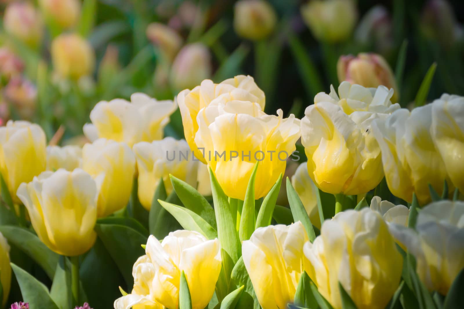 Tulip. Beautiful bouquet of tulips. colorful tulips. by teerawit