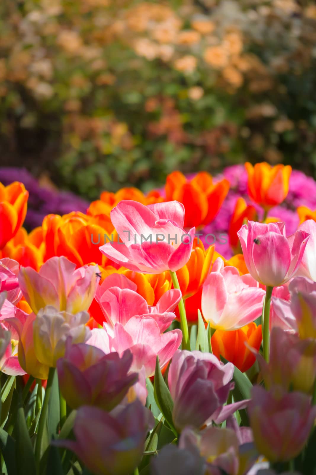 Tulip. Beautiful bouquet of tulips. colorful tulips. by teerawit