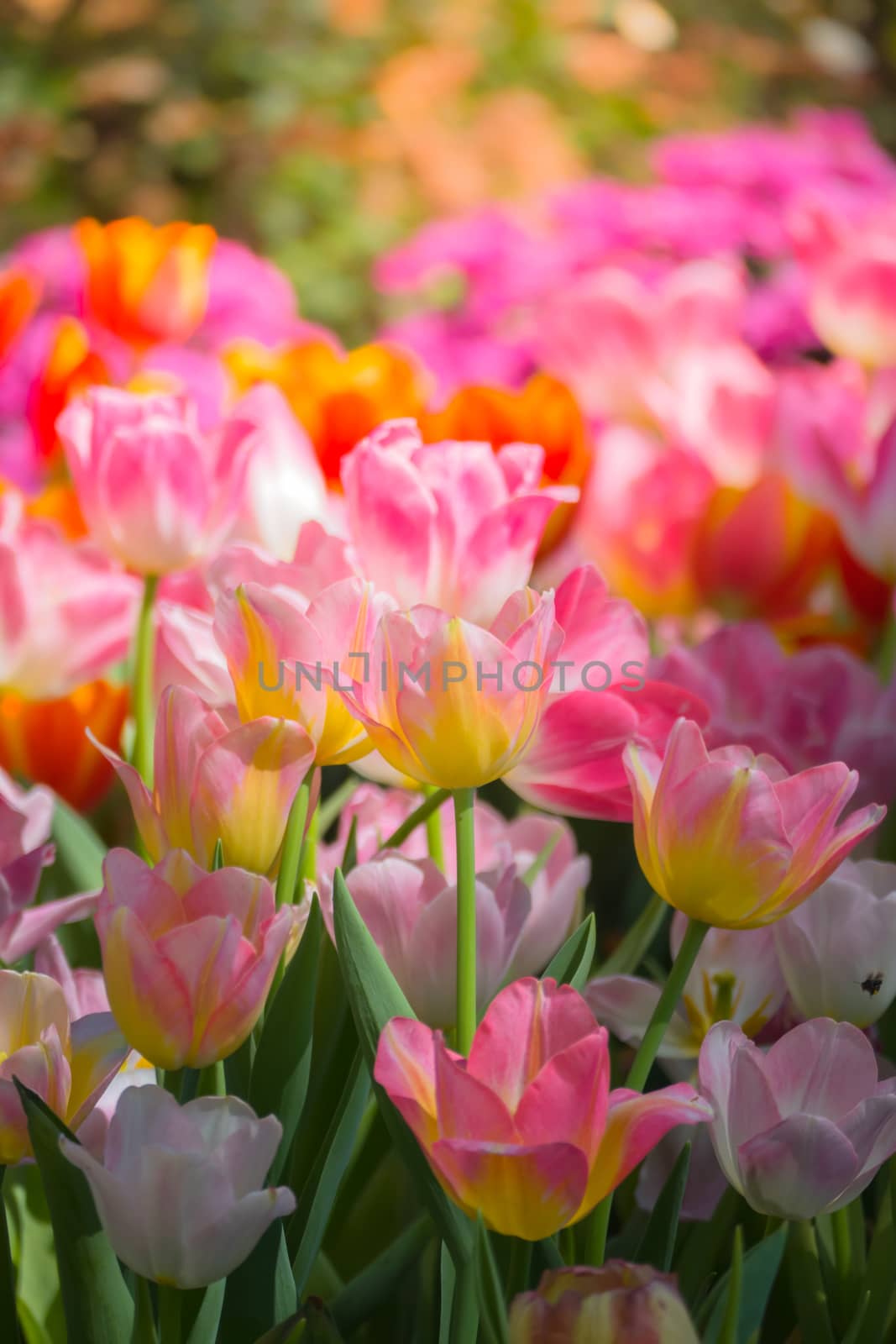 Tulip. Beautiful bouquet of tulips. colorful tulips. by teerawit