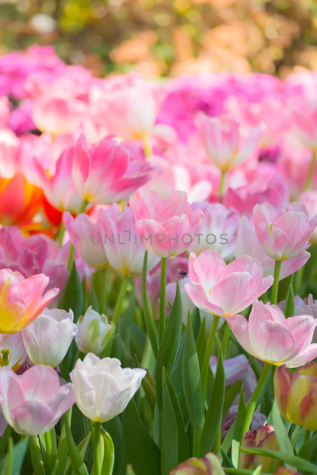 Tulip. Beautiful bouquet of tulips. colorful tulips. by teerawit