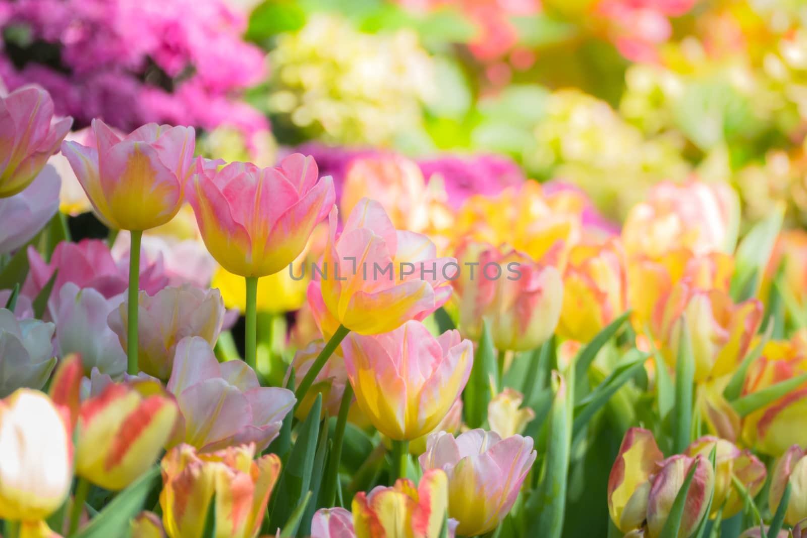 Tulip. Beautiful bouquet of tulips. colorful tulips. by teerawit